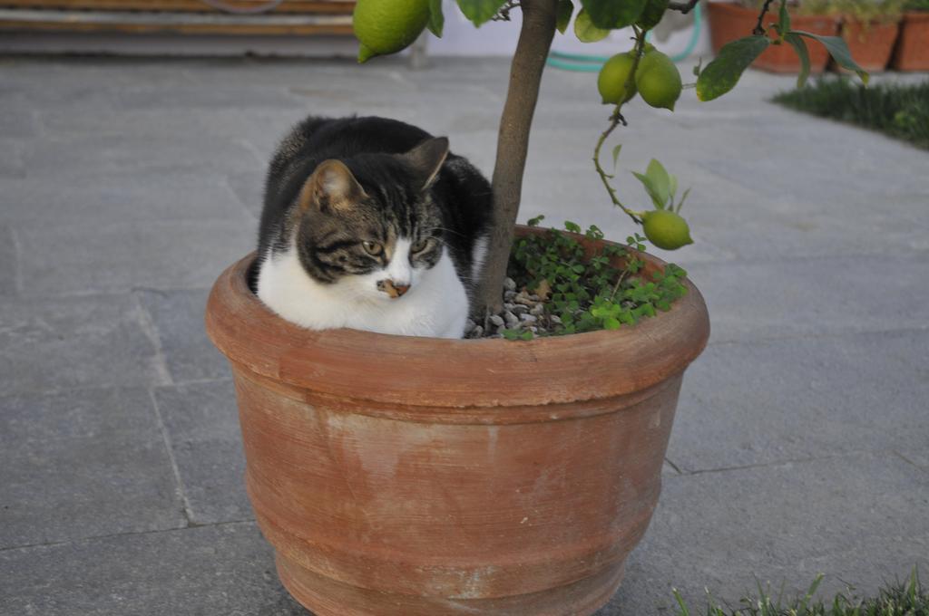 Casa Lucesole Konuk evi Fontanile Dış mekan fotoğraf